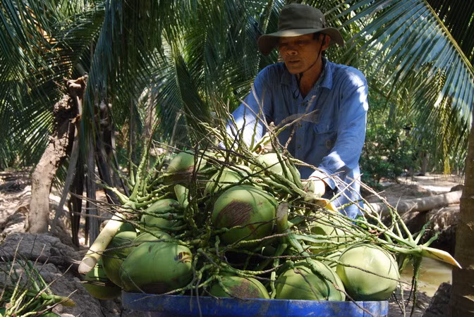 Tỉnh Bến Tre xây dựng chuỗi giá trị dừa xiêm xanh ảnh 1