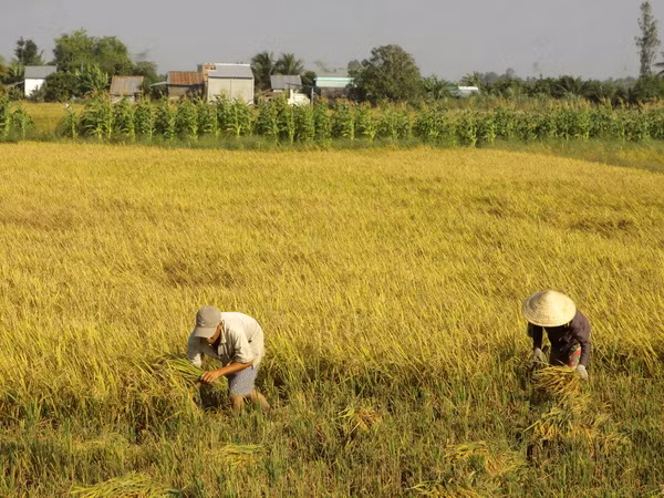 Xuất khẩu gạo của Việt Nam tiềm ẩn nhiều yếu tố khó lường ảnh 1