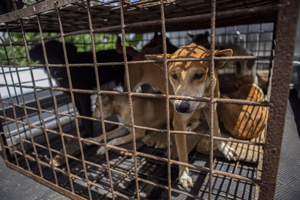 Indonesia: Cấm bán thịt chó, chủ nhà hàng chuyển sang bán...bí ngô ảnh 1