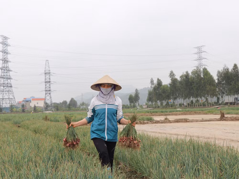 Nông dân Kinh Môn thu về cả nghìn tỷ đồng từ trồng hành, tỏi ảnh 3