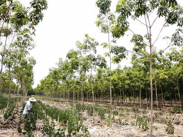 Không trồng xen cây cao su trong rừng phòng hộ Dầu Tiếng ảnh 1
