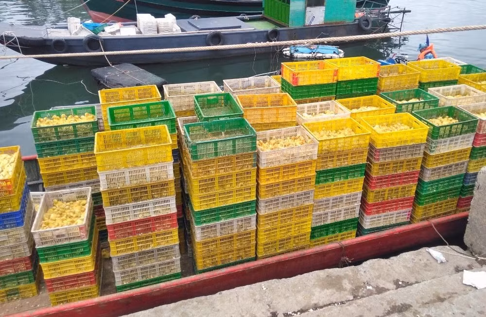Phát hiện vụ vận chuyển vịt giống nhập lậu bằng đường biển ảnh 1