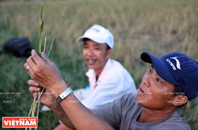 Cả làng đổ xô đi làm giàu nhờ nghề "săn" châu chấu kỳ lạ ảnh 4