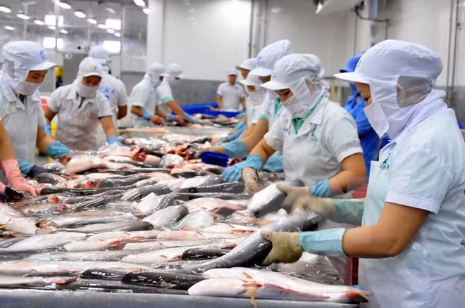 Lô hàng cá da trơn của 2 doanh nghiệp Việt Nam bị nhiễm hóa chất ảnh 1