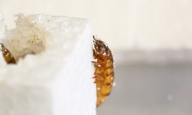 Sâu gạo ăn nhựa - 'chìa khóa' tiềm năng giúp giải quyết rác thải nhựa ảnh 1