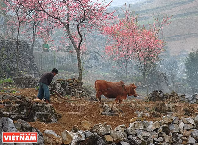 Chiêm ngưỡng vẻ đẹp mê hoặc của vùng đá núi kỳ vĩ Hà Giang ảnh 9