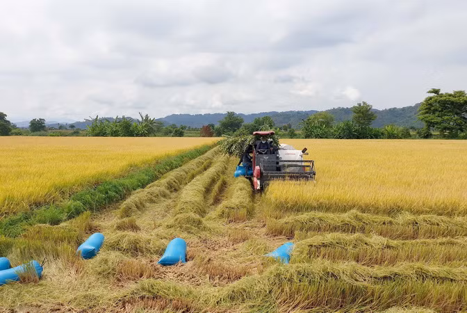 Thị trường nông sản tuần qua: Giá lúa tại ĐBSCL giảm nhẹ ảnh 1