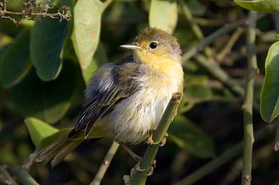 Setophaga striata.jpg