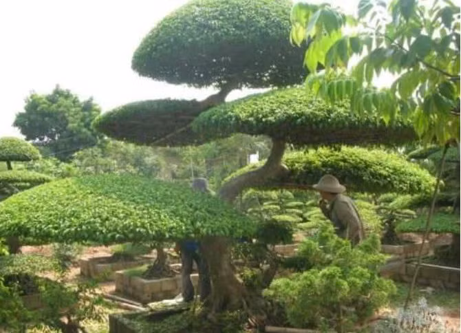 Về tỉnh Nam Định thăm làng nghề của những 'kỳ hoa dị thảo' ảnh 1