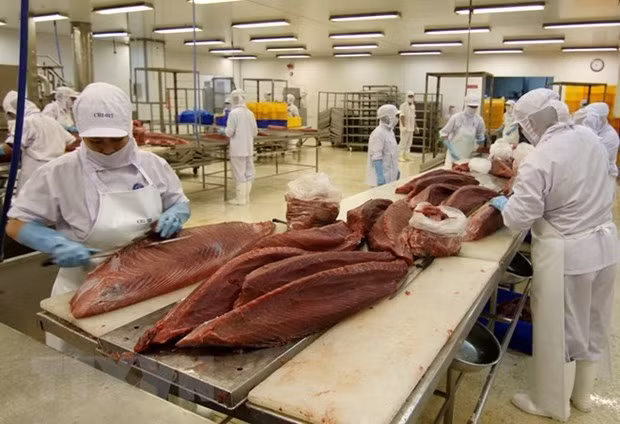Doanh nghiệp đẩy mạnh xuất khẩu cá ngừ sang các thị trường tiềm năng ảnh 1