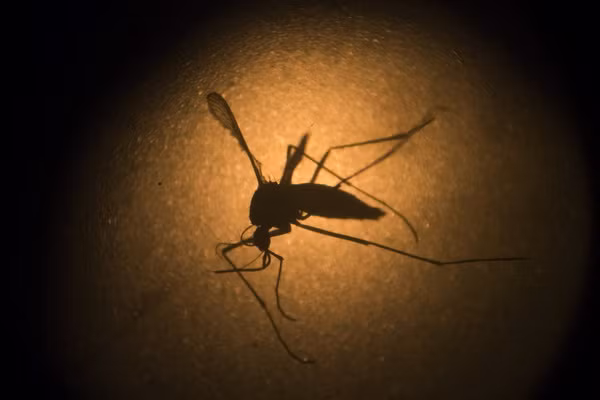 Mỹ thử nghiệm vắcxin phòng ngừa virus Zika trên cơ thể người ảnh 1
