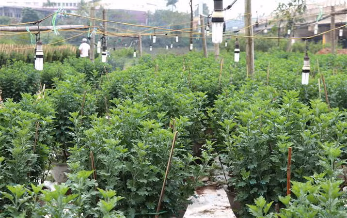 Làng hoa truyền thống An Lạc chuẩn bị phục vụ Tết Nguyên đán 2019 ảnh 1