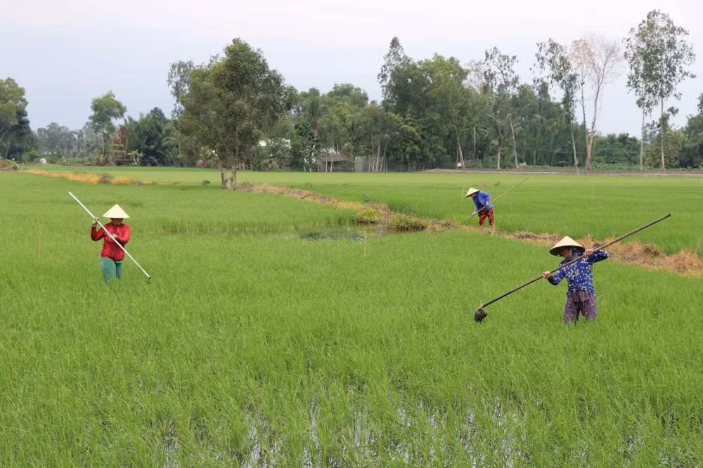 hau giang_lua.jpg