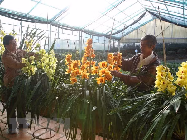 Lâm Đồng hỗ trợ liên kết sản xuất và tiêu thụ sản phẩm hoa ảnh 1