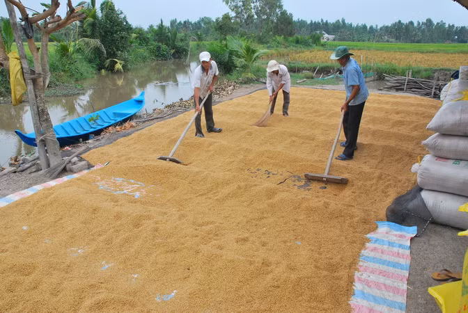 Nông dân Bạc Liêu lãi hàng chục triệu đồng mỗi ha lúa Đông Xuân ảnh 1