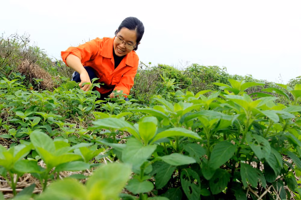 Nữ thanh niên bỏ phố về quê, biến ruộng hoang thành vườn dược liệu ảnh 1