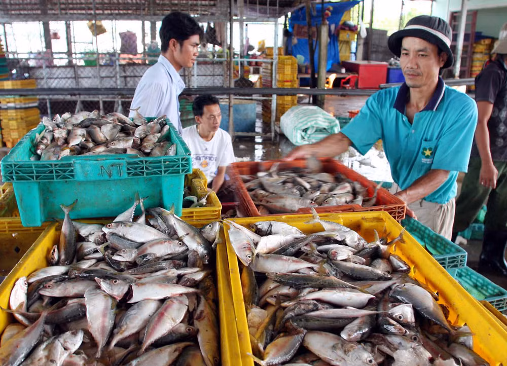 Kiên Giang đầu tư hạ tầng nhằm phát triển bền vững nghề cá ảnh 1