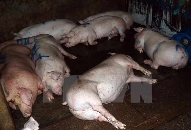 Xử phạt chủ cơ sở tiêm thuốc an thần và bơm nước vào lợn ảnh 1