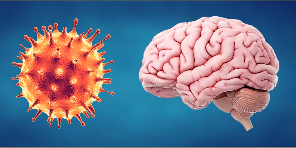 Virus SARS-CoV-2 không lây sang các tế bào não ở người mắc COVID-19 ảnh 1