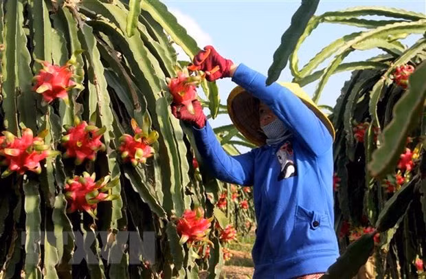 Thúc đẩy xuất khẩu hàng nông sản sang thị trường Trung Quốc ảnh 1