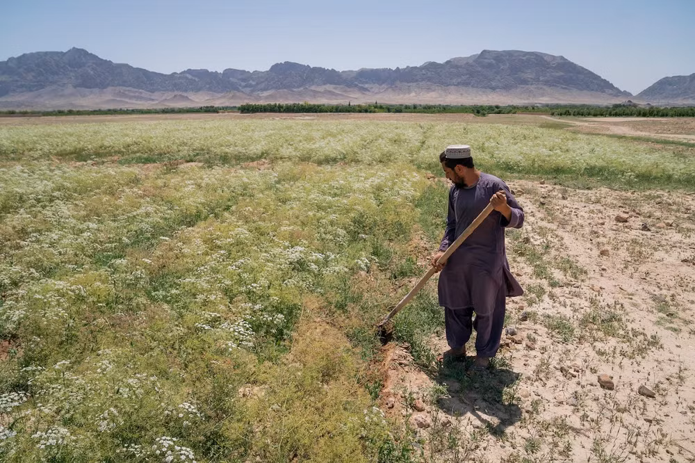 taliban thuoc phien 2.jpg