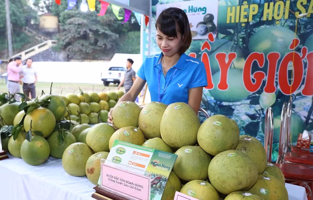 Phú Thọ lỡ nhịp xuất khẩu gần 4.500 tấn bưởi Đoan Hùng sang Hoa Kỳ ảnh 1