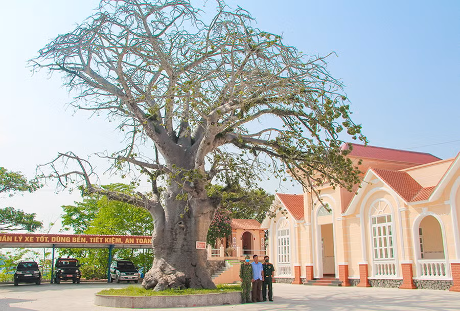 Cay bao bap tren doi Ngu Ho, TP Ha Tien.jpg