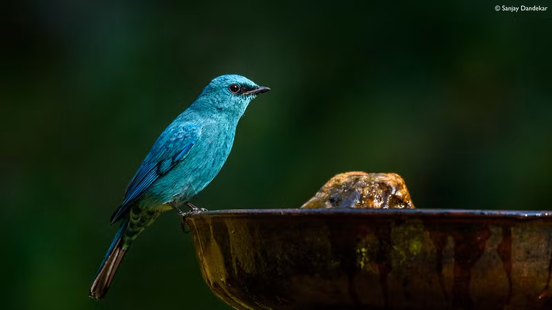 verditer-flycatcher.jpg