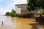 Nhiều ngôi nhà của người dân ở xã Tân Long (tỉnh Đồng Tháp) bị sạt lở xuống sông Tiền. (Ảnh: Nhựt An/TTXVN)