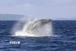 (Tư liệu) Cá voi ở vùng biển ngoài khơi đảo Amami-Oshima, tỉnh Kagoshima, Nhật Bản. (Ảnh: Kyodo/TTXVN)