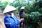 Các thành viên của Hợp tác xã cây ăn quả đặc sản Quyết Thắng, xã Tân Hưng, tỉnh Hưng Yên chăm sóc vườn nhãn để chuẩn bị bước vào vụ thu hoạch. (Ảnh: Đinh Văn Nhiều/TTXVN)