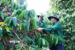 Thu hoạch càphê tại Đắk Lắk. (Ảnh: Hoài Thu/TTXVN)