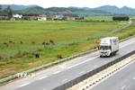 Gia súc được người dân thả rông trong hành lang bảo vệ của đường cao tốc Diễn Châu-Bãi Vọt (Nghệ An). (Ảnh: Xuân Tiến/TTXVN)