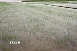Mưa lớn khiến lúa bị chìm trong nước. Ảnh minh họa. (Ảnh: Tá Chuyên/TTXVN)