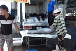 Ngư dân Khánh Hòa đón 'lộc' đầu năm từ cá ngừ đại dương