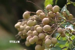 Nhãn Sơn Thủy, xã Nật Sơn dầy cùi, thơm ngọt, mẫu mã đẹp. (Ảnh: Thanh Hải/TTXVN)