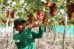 Nông dân xã Vĩnh Hải (Ninh Hải, Ninh Thuận) chăm sóc giống nho đỏ mới không hạt NH04-70 phục vụ thị trường Tết 2025. (Ảnh: Nguyễn Thành/TTXVN)