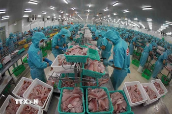 Chế biến cá tra xuất khẩu. (Ảnh: Vũ Sinh/TTXVN)