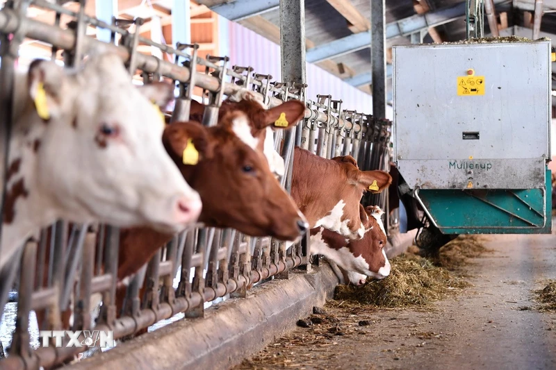 China imposes anti-subsidy taxes of up to 42.7% on EU dairy products