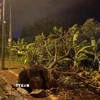 Cây cối ngã đổ do gió quật. (Ảnh: Lê Phước Ngọc/TTXVN)
