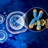 Telomere giúp loại bỏ các tế bào bị tổn thương nhiễm sắc thể trước khi chúng có thể phân chia không kiểm soát. (Nguồn: Cancer World)