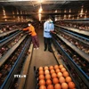 Thu hoạch trứng gia cầm thương phẩm ở hộ nông dân Nguyễn Văn Sơn, xã Nhã Nam, tỉnh Bắc Ninh. (Ảnh: Vũ Sinh/TTXVN)