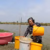 Nhà nằm trên tuyến Kênh Phèn - một trong những tuyến chưa có hệ thống nước sạch, bà Thạch Mỳ phải múc từng xô nước dưới ao nuôi cua bỏ hoang đem lên lắng phèn để sử dụng tắm, giặt. (Ảnh: Thu Hiền/TTXVN)