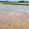 Lũ rút nhưng ruộng lúa ở huyện Triệu Phong (Quảng Trị) có nguy cơ bị chết do bị ngập úng dài ngày (ảnh chụp ngày 15/6). (Ảnh: Nguyên Lý/TTXVN)