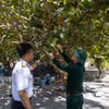 Quả tra mọc thành chùm như những chùm nho xanh tạo ấn tượng với những người lần đầu tiên được tận mắt thấy. (Ảnh: Xuân Quý/TTXVN)
