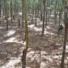 Nông trường cao su. (Nguồn: TTXVN)
