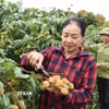 Người dân chăm sóc vườn vải. (Ảnh: Thanh Thương/TTXVN)