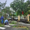 Khắc phục hậu quả cơn bão số 10. (Ảnh: Mai Trang/TTXVN)