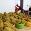 Một vựa sầu riêng. (Ảnh minh họa: Hồng Đạt/TTXVN)