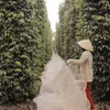 Do thiếu lao động thời vụ, nông dân tại các vùng trọng điểm trồng tiêu của Thành phố Hồ Chí Minh phải trải lưới để thu gom tiêu chín rụng. (Ảnh: Hoàng Nhị/TTXVN)